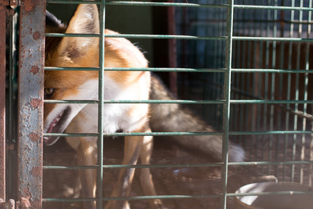 Fox contained in a small cage, cruelty to animals
