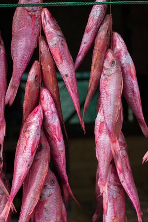 Shrimpfish, conger, fish hanging on the market counterの写真素材
