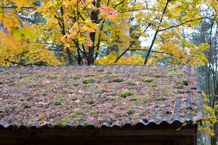 Old roof overgrown with moss on the of the yellowed treeの写真素材