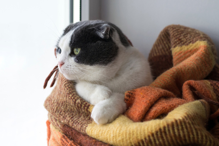 Cat wrapped up warm plaid sitting on a window sillの写真素材