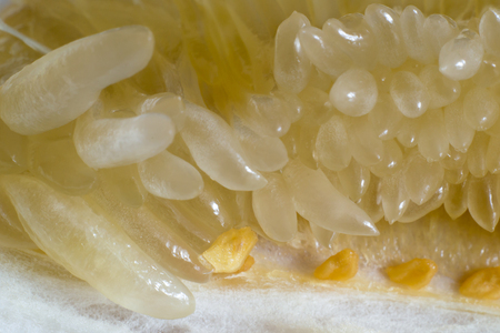 Photo of a yellow juicy fresh pamelo, close-upの写真素材
