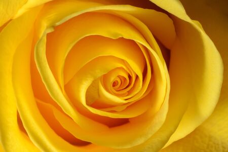 Photo of a yellow blooming rose, macro, close-up, backgroundの写真素材