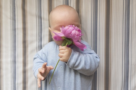 A small child smells a large pink peony flowerの写真素材