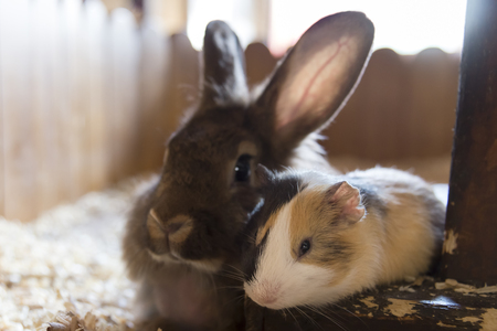 guinea pig and a rabbit lie side by side in their houseの写真素材