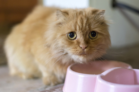 Lovely ginger sad cat sitting near his plateの写真素材