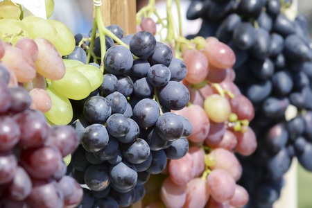 Large bunches of grapes of different varieties, close-up
