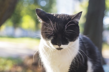 Black and white cat with eyes closed in cold weather in autumn.