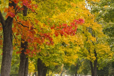 Maple trees with yellow and red leaves in the fall in the park, autumn theme