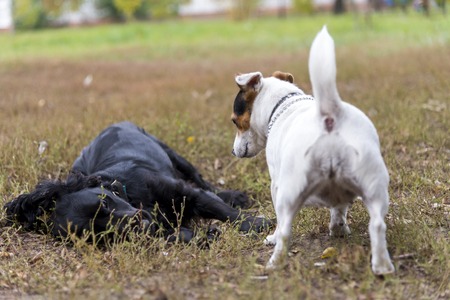 Two funny friends: Cocker terrier and Jack russell terrier playing on grass in a park in autumn
