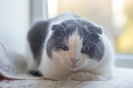 Portrait of a cat that sits on a windowsillの写真素材