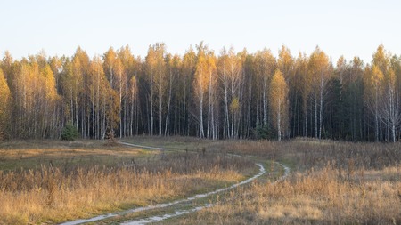 Road leading to a birch old forest during sunset in the fallの写真素材