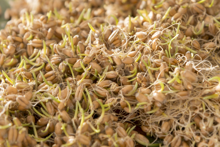 A heap of sprouted fresh wheat, close-up, the theme of healthy food and raw foodの写真素材