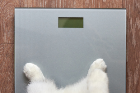 Photo of paws of a cat stand on measuring scales, close-upの写真素材