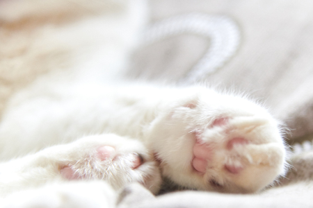 Photo of cute pink cat's paws, selective focus, close-upの写真素材