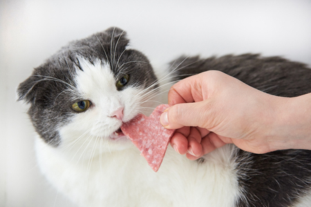 The owner gives the cat a slice of salami sausage in the shape of a heartの写真素材