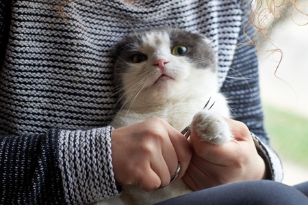 A woman cuts the claws of a cute cat with nail scissors, pet care