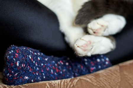 Cat paws lie on the legs of a girl in socks, close-upの写真素材