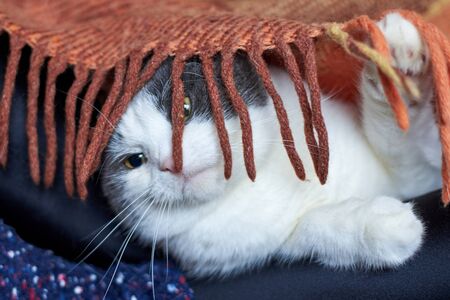 Cute cat lies on the legs of the girl in socks under the rugの写真素材