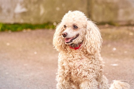 Cute poodle of a light color with a collar on the city street in the afternoonの写真素材