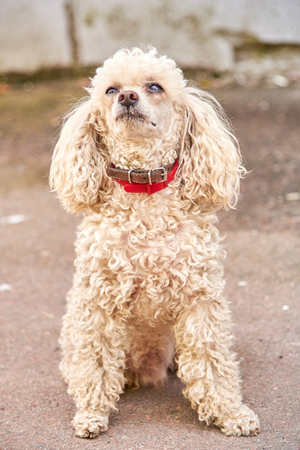 Cute poodle of a light color with a collar on the city street in the afternoonの写真素材