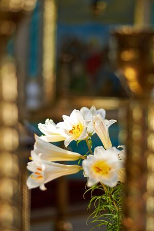 Beautiful white lily flower in the church, a symbol of purity and faith.の写真素材