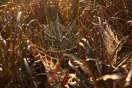 Beautiful spiderweb in the dew in the thickets of grass at dawn in the fall.の写真素材