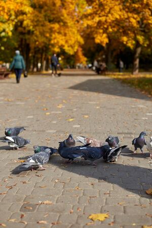 Pigeons eat grain on a stone road in the park on a beautiful autumn day.の写真素材