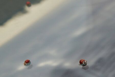 Little ladybugs crawl on the old car window.の写真素材
