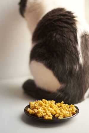 The cat was offended and turned away from his food - corn in a plate.の写真素材