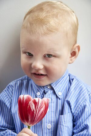 Cute two year old boy in a shirt holds a red tulip.