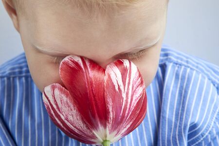 Cute two year old boy in a shirt smells the scent of a red tulip.の写真素材