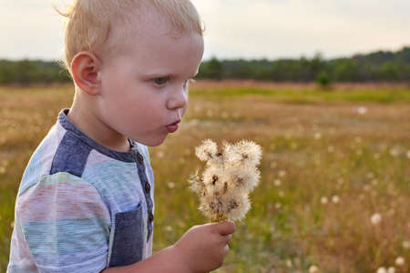 Little funny blond-haired boy blows on dandelions in a summer meadow.の写真素材