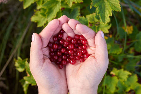 Hands of woman hold ripe red currant berries, harvesting in summer.