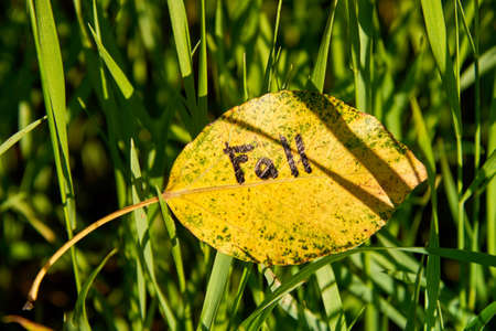 The inscription Fall is written on a yellow leaf which fell into the green grass.