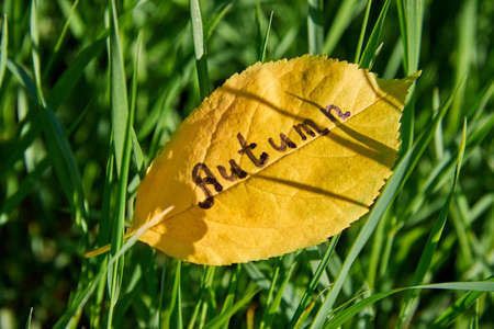 The inscription Autumn is written on a yellow leaf which fell into the green grass.の写真素材