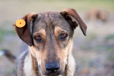 Portrait of a very sad dog with a tag in his ear on the city street, the problem of homeless...