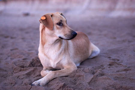 A sterilized dog with a tag in its ear lies on the sand on the beach in the early morning, the...
