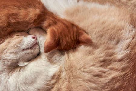 A ginger cat sleeps with its kitten curled up in a ball.の写真素材