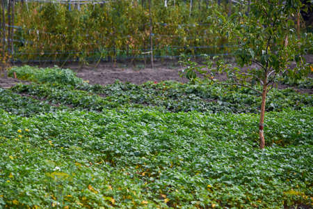 Mustard growing in the garden in autumn to loosen and fertilize the soil in winter.