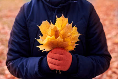 Woman's hands in orange gloves hold maple leaves.の写真素材