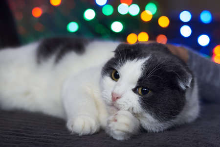 Woman's hand stroking a cat on a background of garlands, selective focus.の写真素材