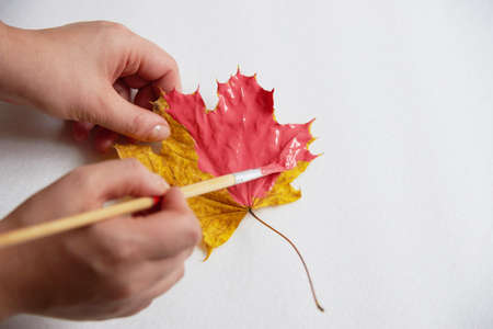 The woman's hands paint a maple leaf coral on a white background.の写真素材