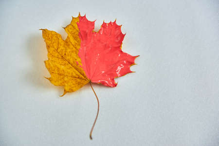 The yellow maple leaf is half coral on a white background.の写真素材