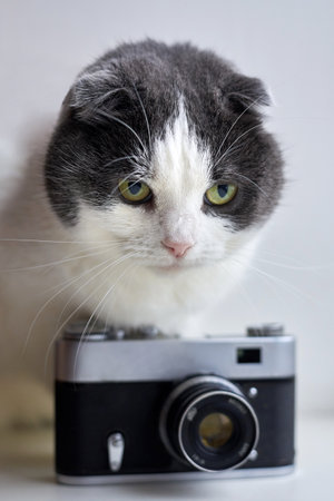 Serious fold cat sits near a vintage camera on a light background.