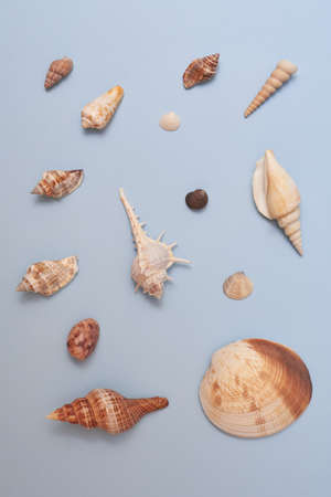 Beautiful seashells and stones on a blue background, summer concept.の写真素材