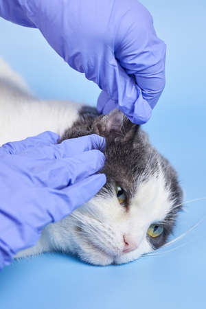 A veterinarian in medical gloves is checking the ear of an adult cat, treating pets.の写真素材