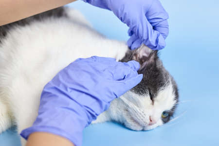 A veterinarian in medical gloves is checking the ear of an adult cat, treating pets.の写真素材