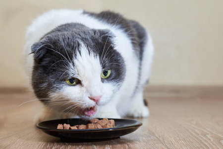 Cute funny cat eats wet food from his plate, taking care of pets.の写真素材