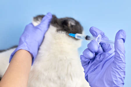 A veterinarian in medical gloves holds a syringe before injection into a cat, vaccination of pets.