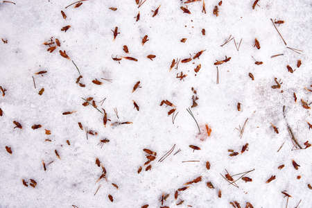 Winter background, spruce needles and flowers of cones scattered in the white snow.